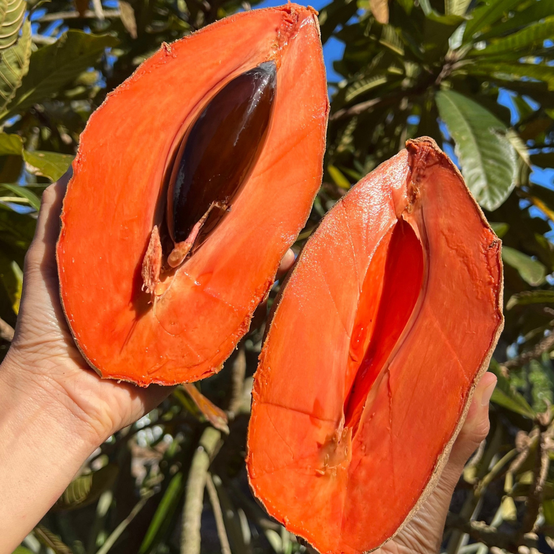 Magaña Mamey Sapote is incoming! 🧡 – Miami Fruit
