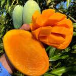 Mallika Mango Available This Week 🥭