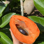 Key West Mamey Sapote Season is Here🧡