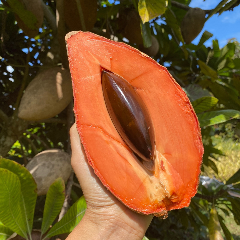 Magaña Mamey Season Ending Soon! ⌛️