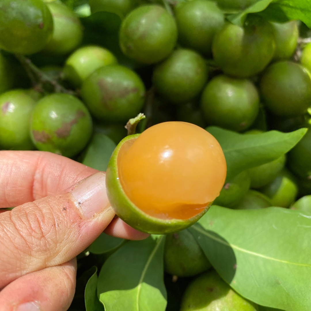 Guinep season is HERE 💚 – Miami Fruit