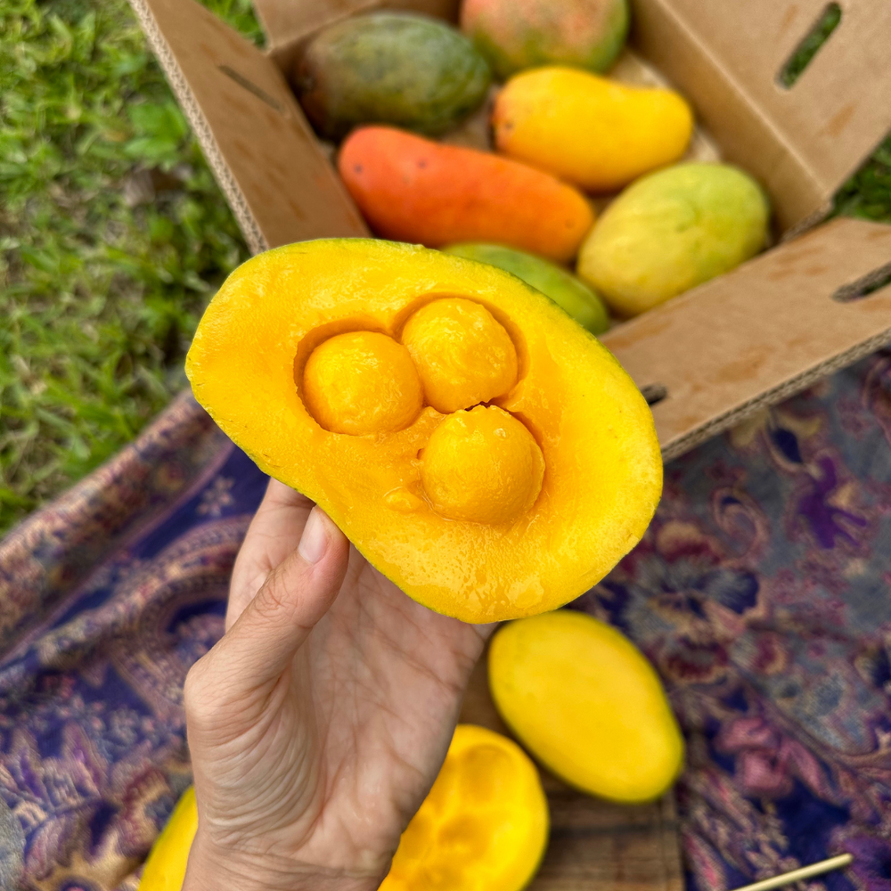 Mango Season is HERE!! 🥳