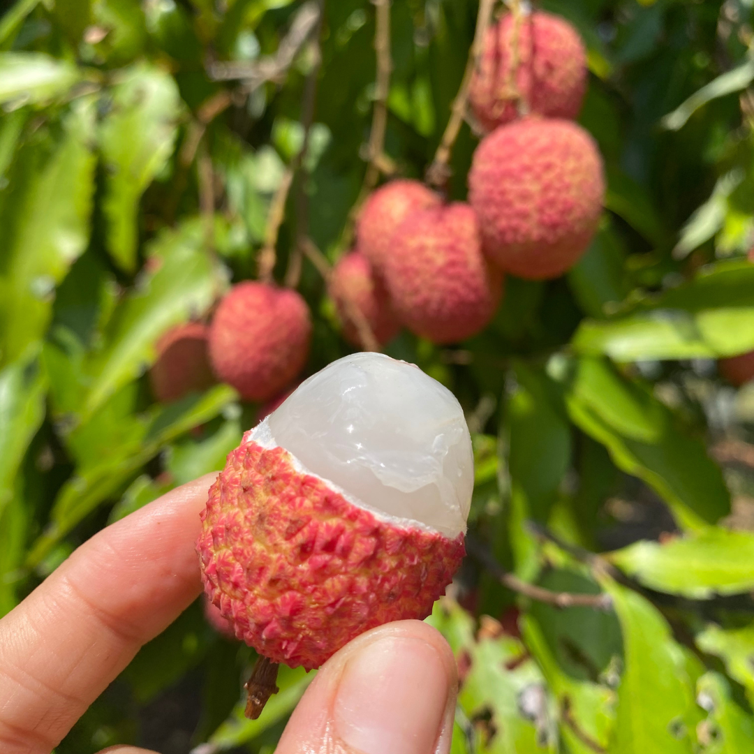 Sweetheart & Mauritius Lychees are shipping NOW😍 – Miami Fruit