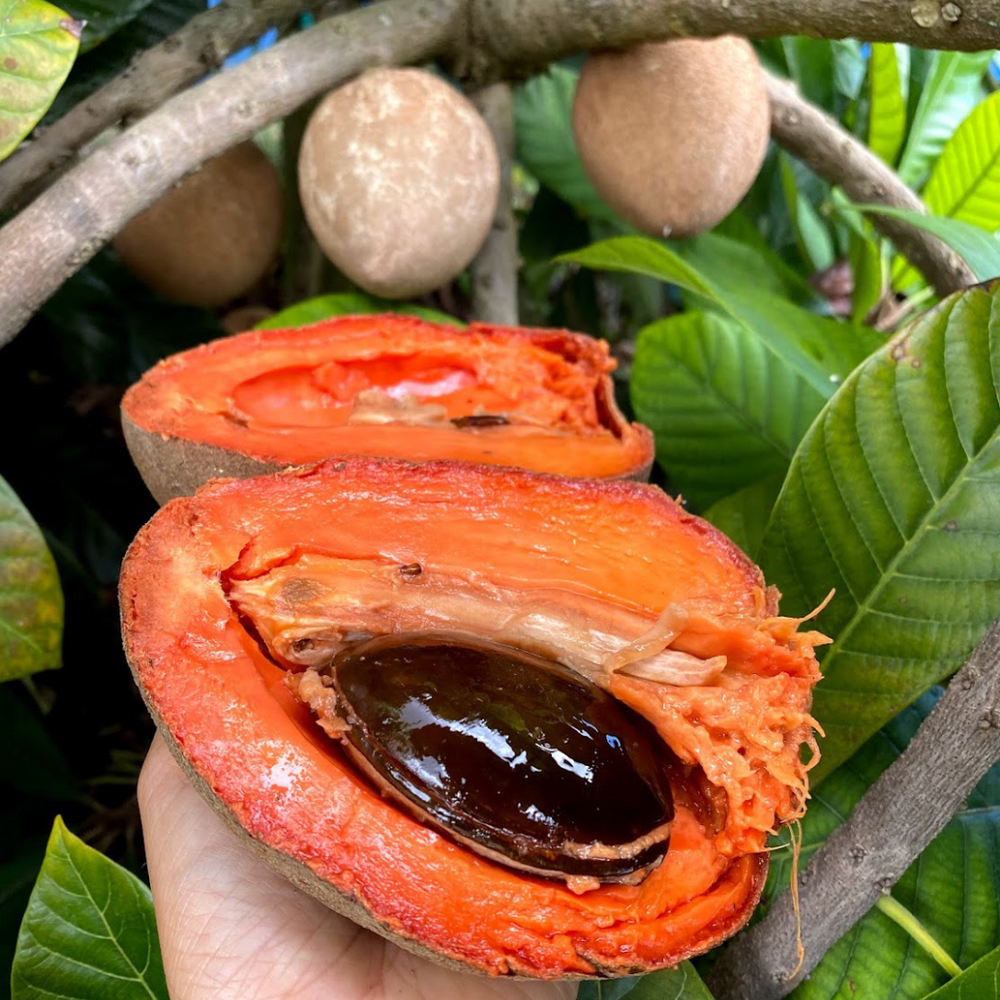 Mamey Sapote LAST CALL ⌛️ 🧡