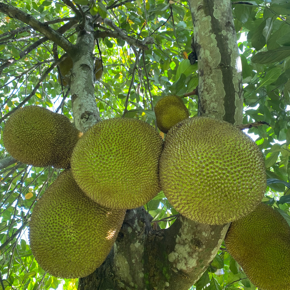 Mushy Jackfruit is now in season 💚 LIMITED✨