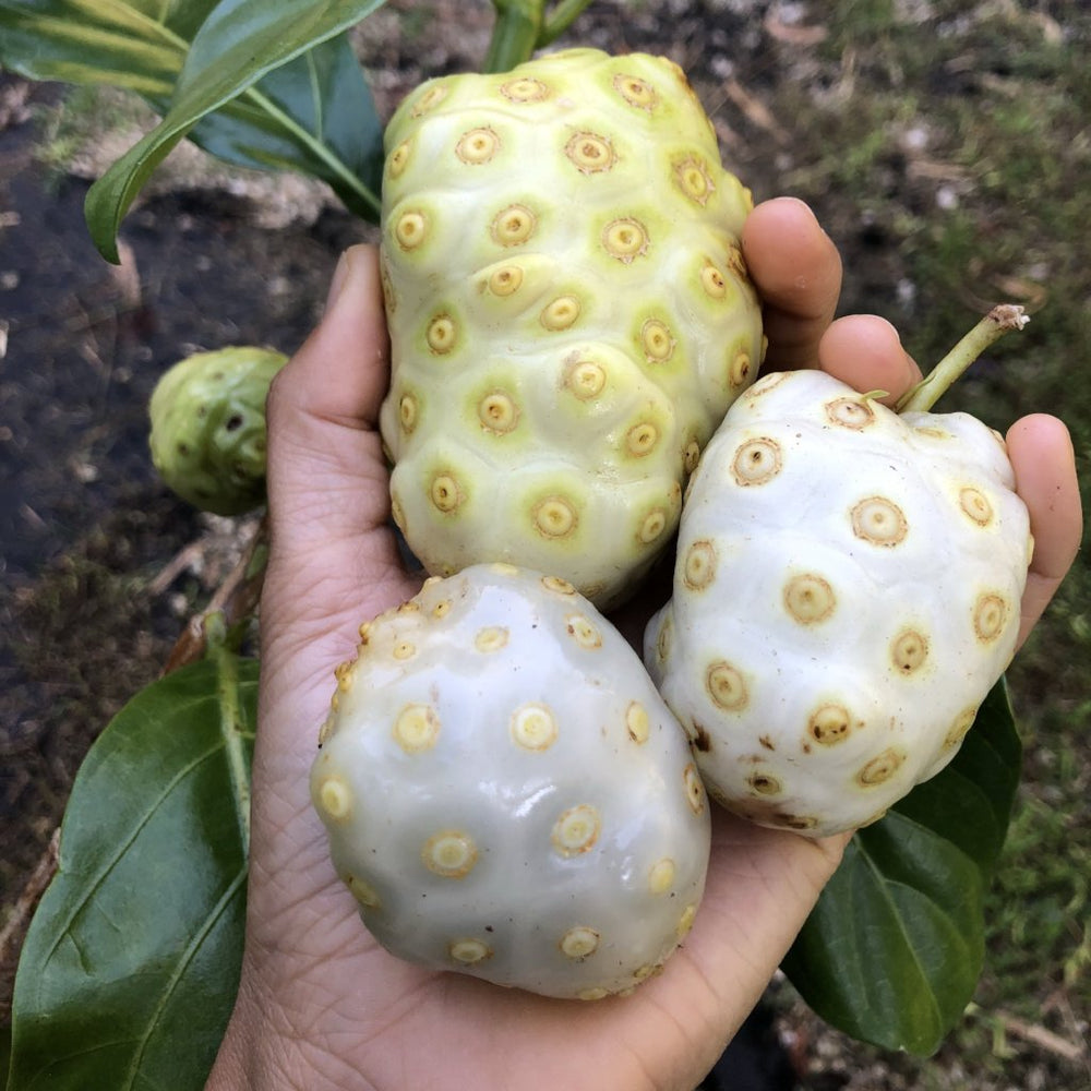 Learn about the health benefits of Noni 💚