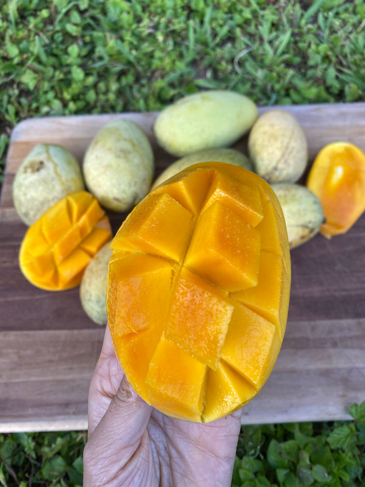 Orange Sherbet Mangoes Available Now! 🍊
