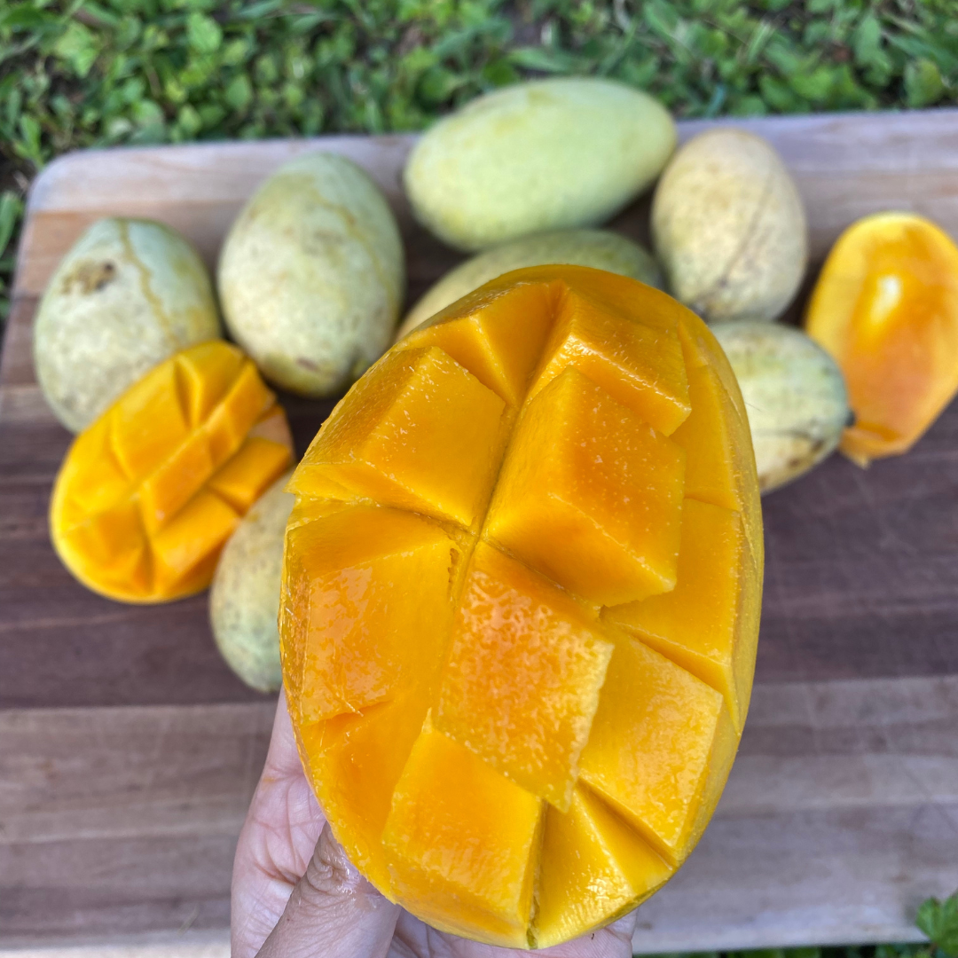 Orange Sherbet Mango Now Available! 🍊 – Miami Fruit Orange Sherbet Mango Now Available! 🍊 – Miami Fruit