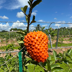 NEW Fruit Alert 🚨 Orange Soursop 😍