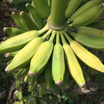 Banana SALE! For a Limited Time, Get 23% Off + FREE shipping on Select Banana Varieties 🍌