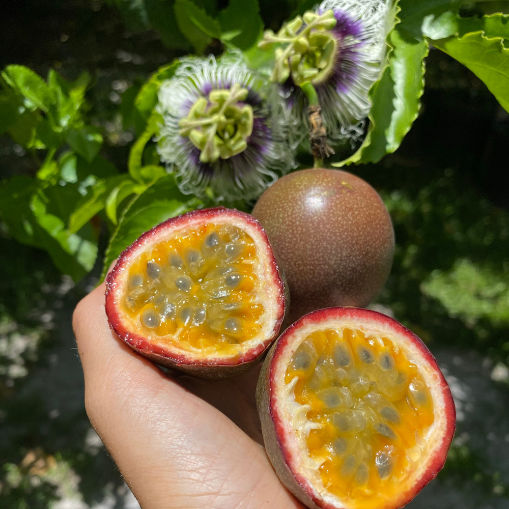 💜 Fruit of the Week: Purple/Pink Passionfruit! 💜