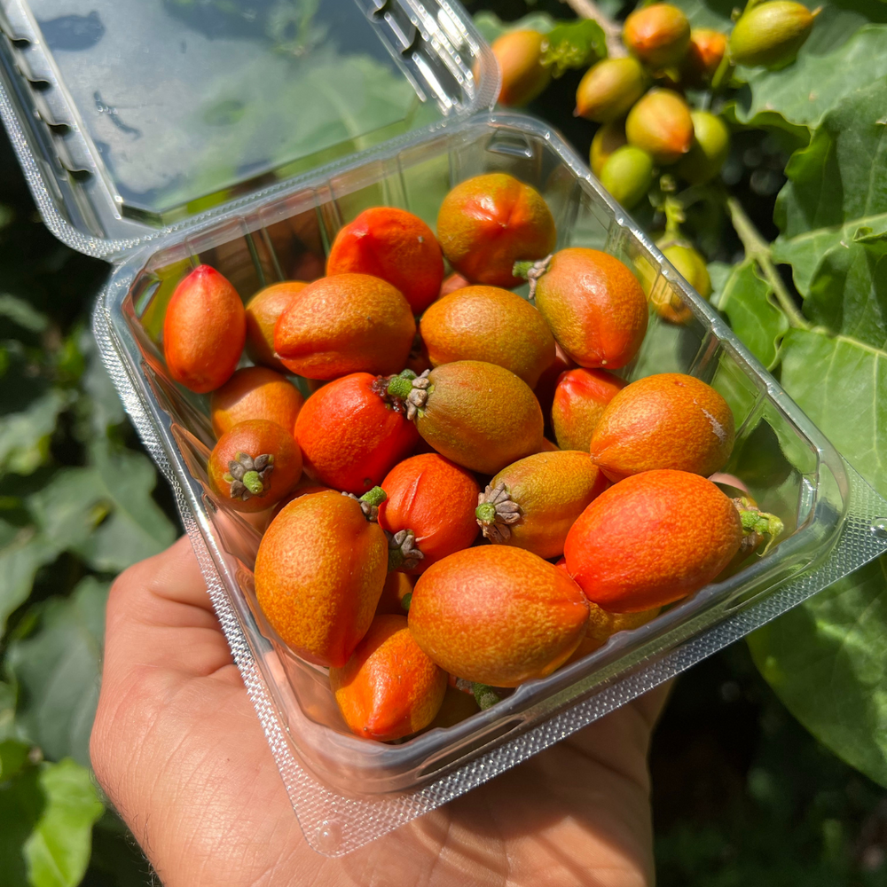 Peanut Butter Fruit is in Season Now 🌳