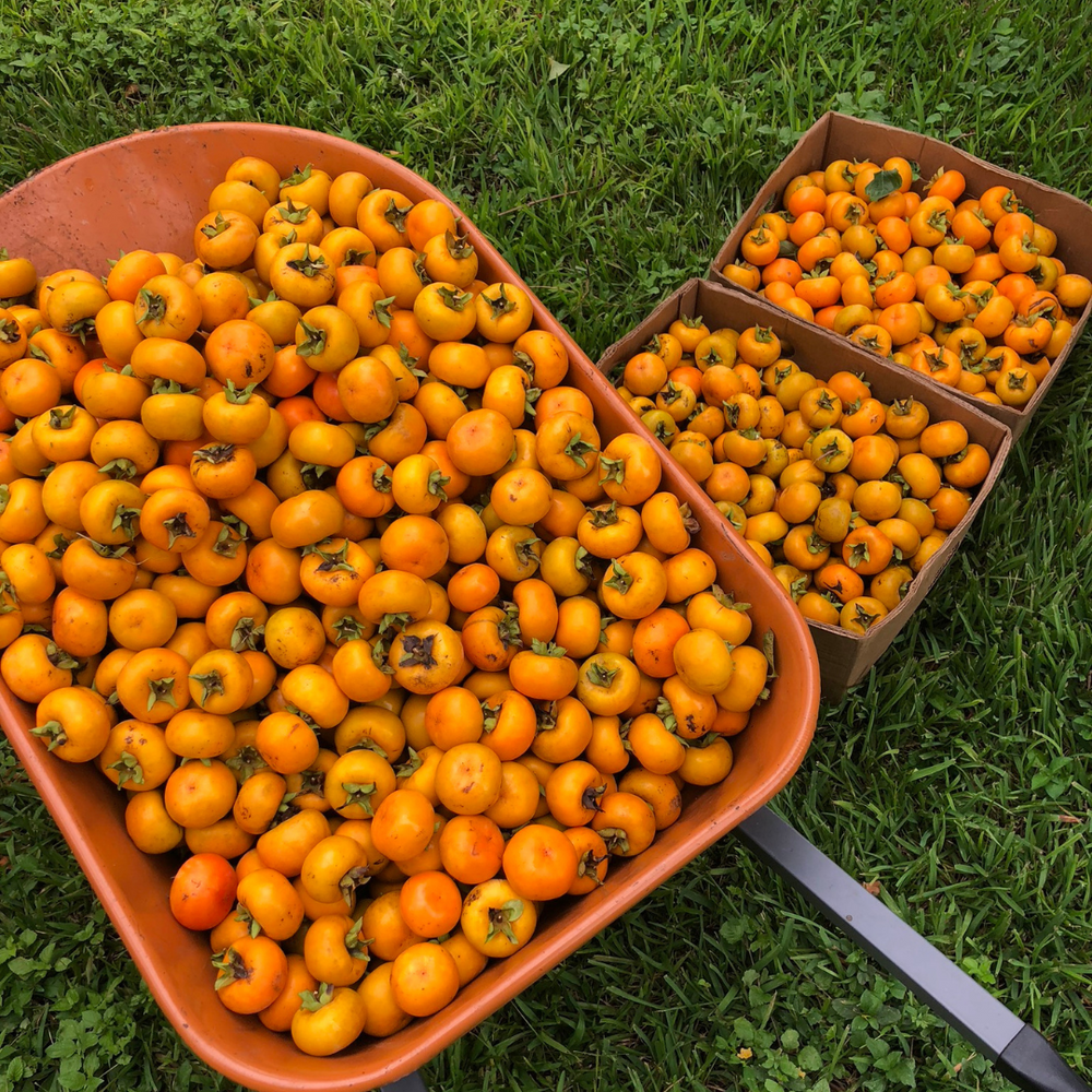 Tropical Persimmons are back in season! 🍅