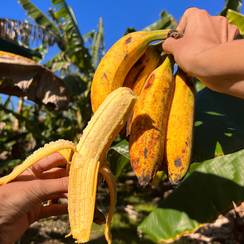 Pisang Raja Bananas 🍌 are available now!