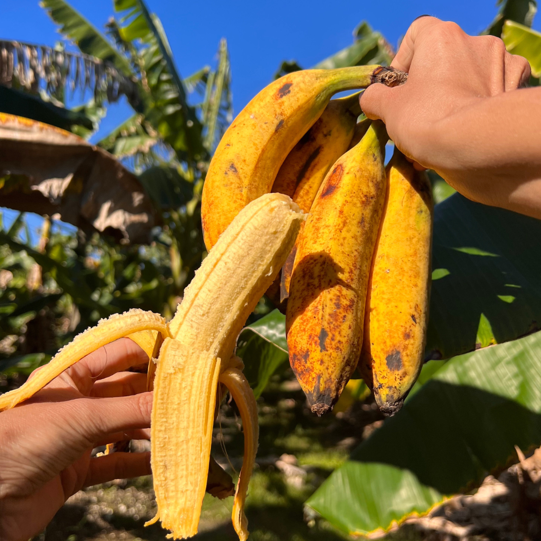 https://miamifruit.org/cdn/shop/articles/PISANG_1200x1200.png?v=1736426976