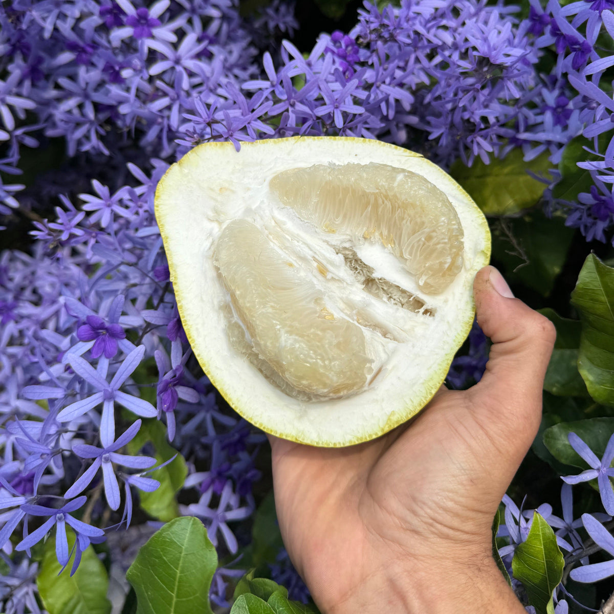 Platinum Rose Pomelos are BACK 💛🌹 – Miami Fruit
