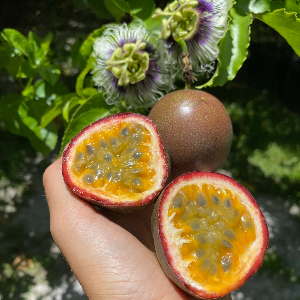 Purple Passionfruit season is back! 💜✨