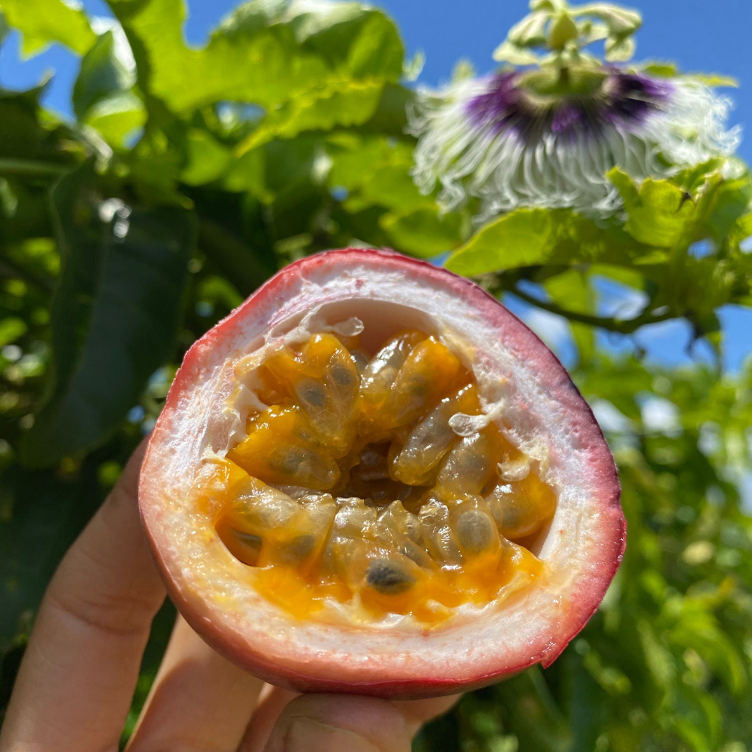 Purple Passionfruit is Back! 💜 – Miami Fruit