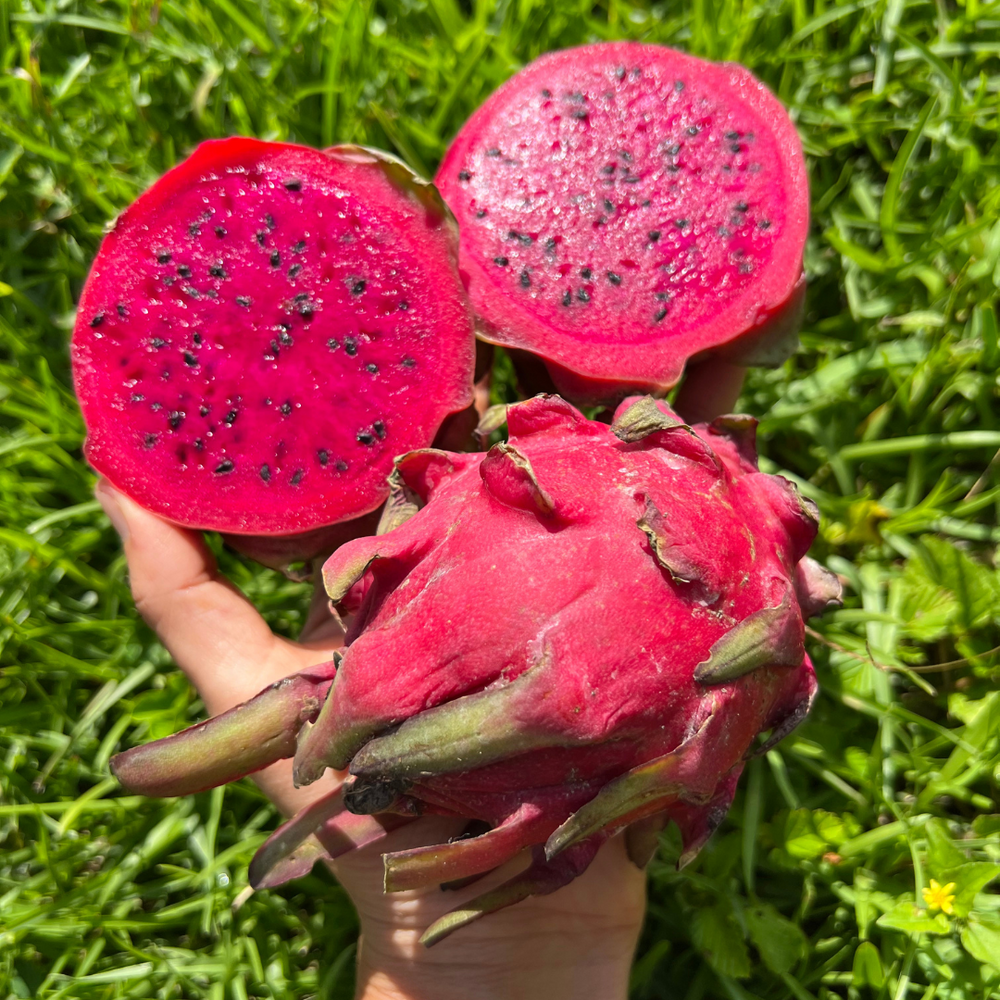 Red Dragonfruit is back! 🐲