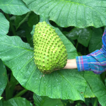 Soursop, the dream fruit of annona lovers 💚