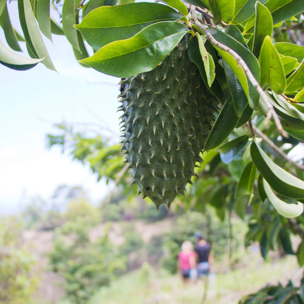 Boost your health with Soursop Tea ❤️🍃