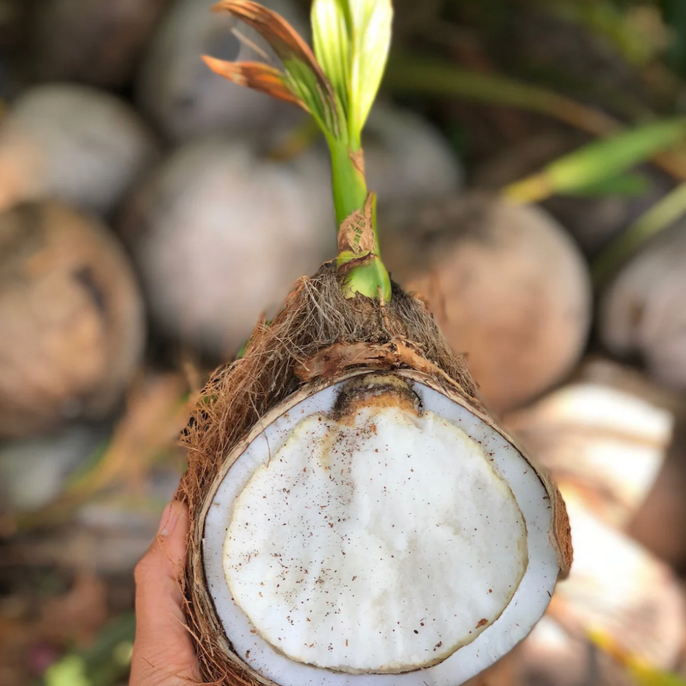 FREE Sprouted Coconut w/ any Purchase 🥥🥭🍌