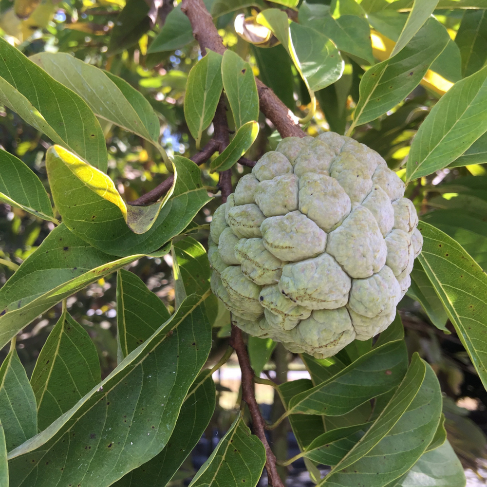 Sugar Apple Season has RETURNED 💚💜