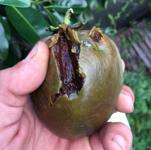 Black Sapote Recipe Ideas