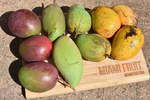 🌳Why we value local USA grown mangos. 💛  & why you should too!