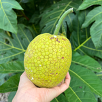 It's Breadfruit Season 💚