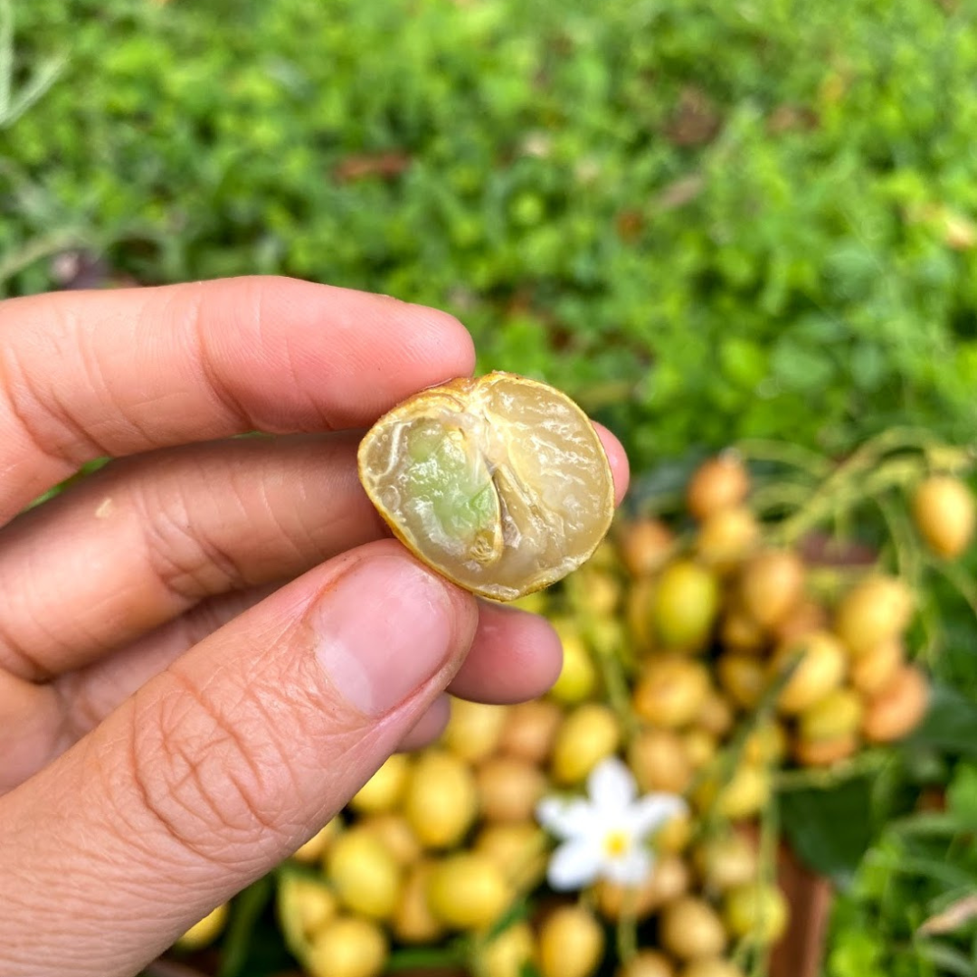 Wampee Roots What in the world is wampee?! 🍊 – Miami Fruit