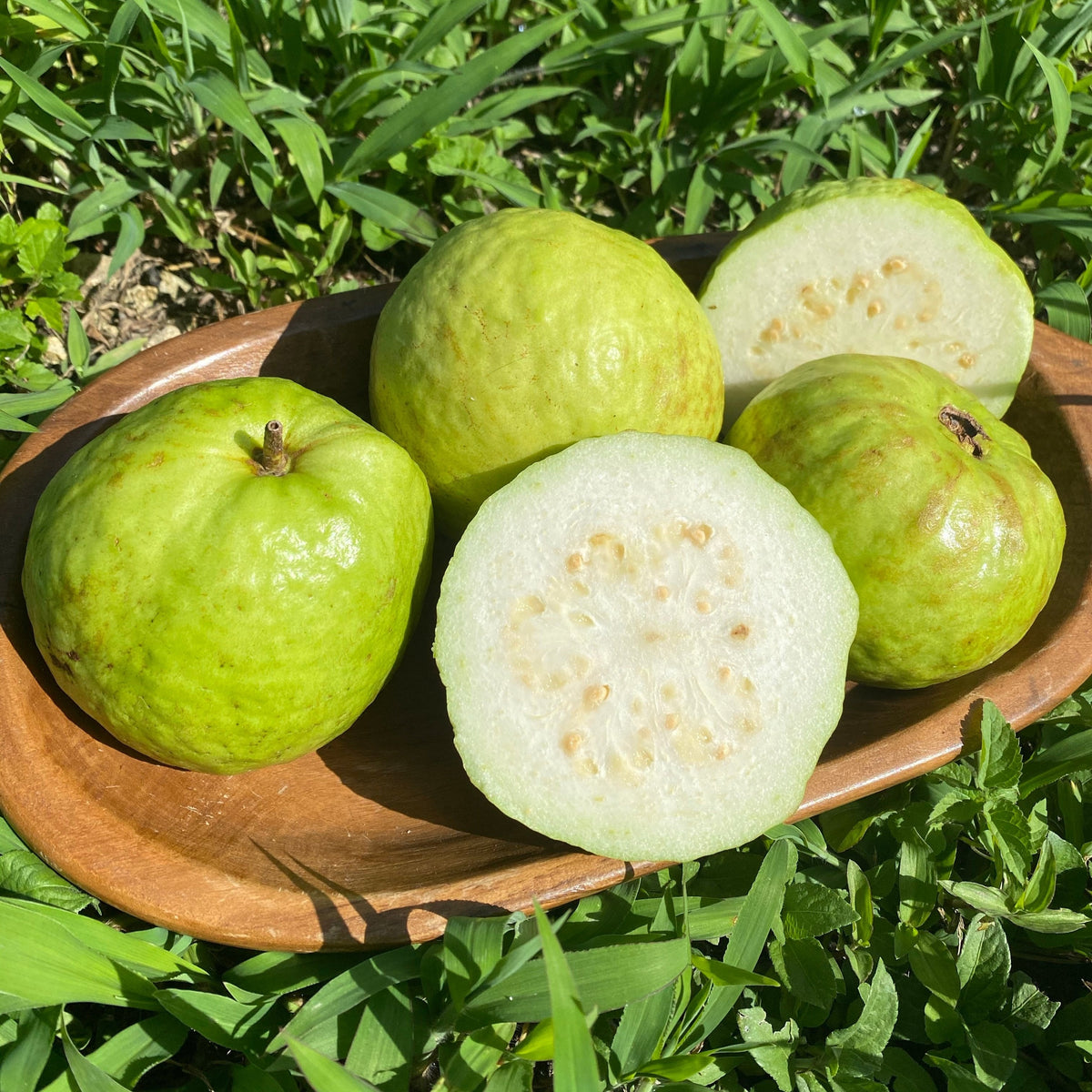 🤍 Fruit of the Week: White Guava! 🤍 – Miami Fruit