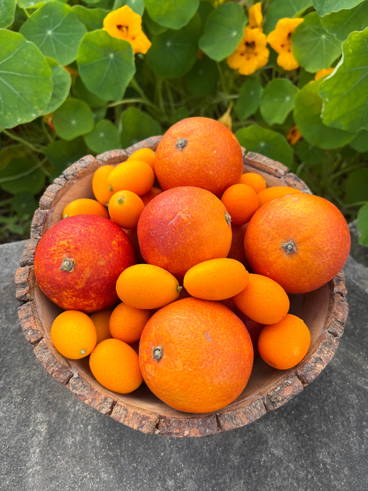 Blood Orange and Kumquat SALE 🍊