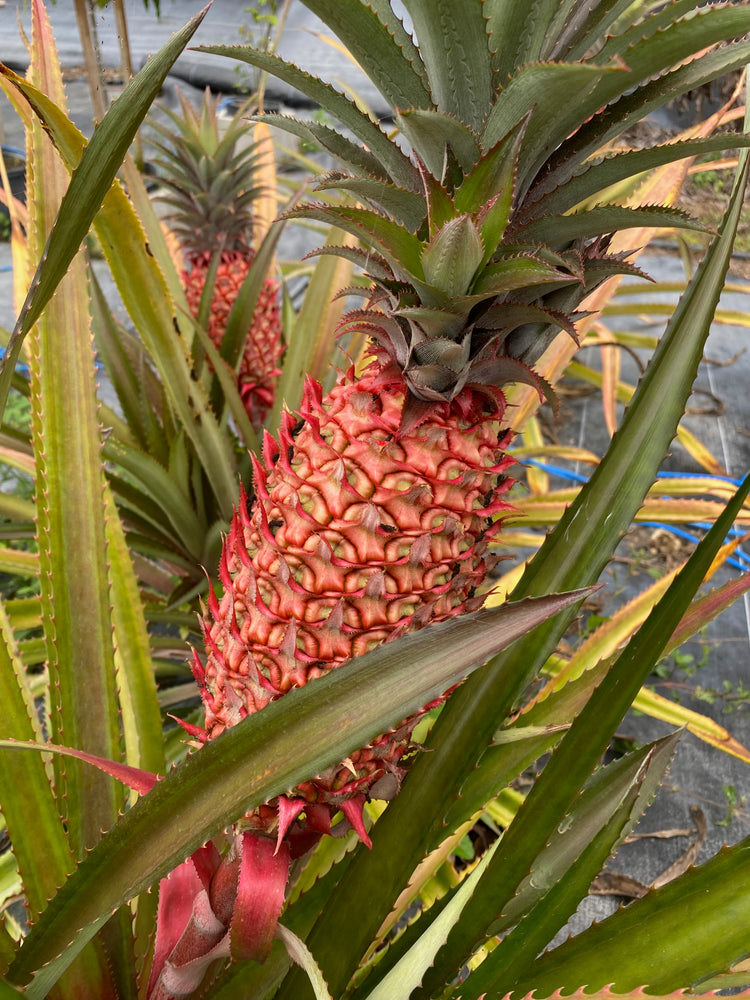 ❤️ Rare Red Pineapple Plants for Sale 🍍
