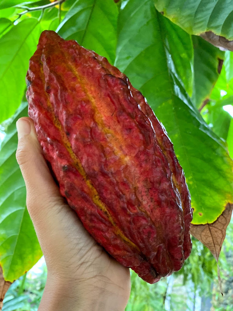 Cacao SALE + Health Benefits & more 🍫