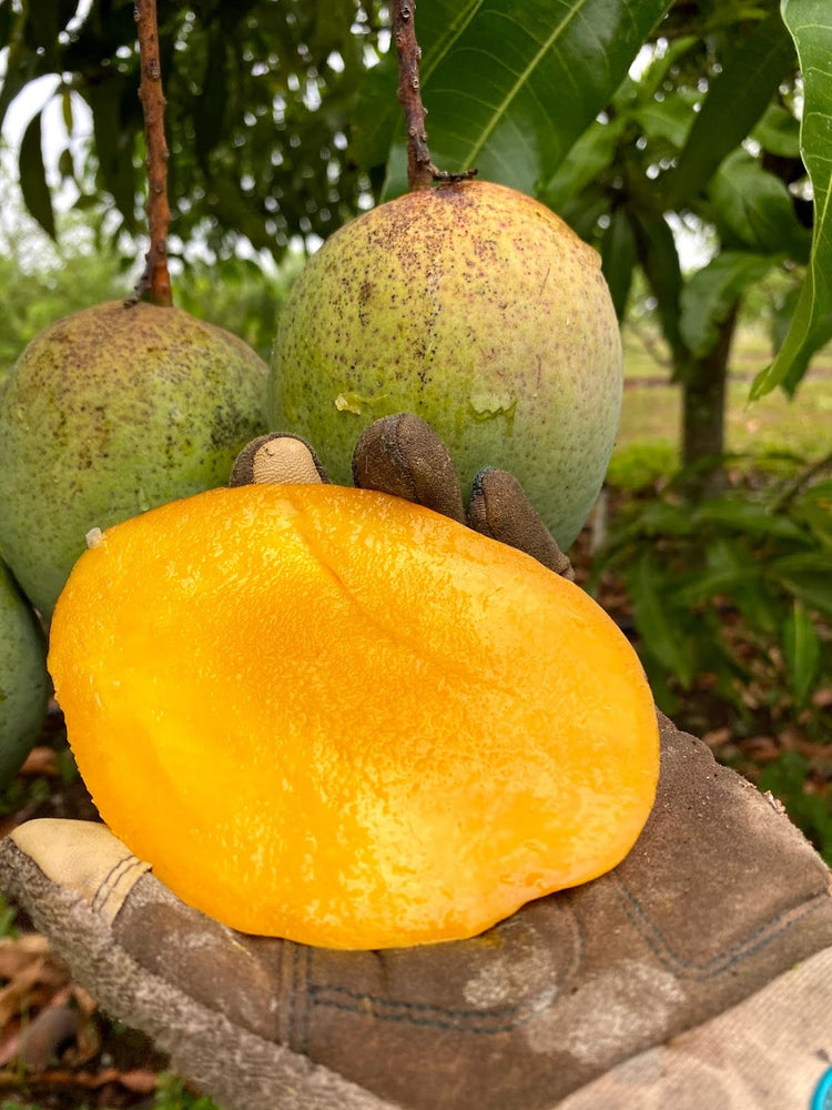 How are there so many mango varieties in Florida!?