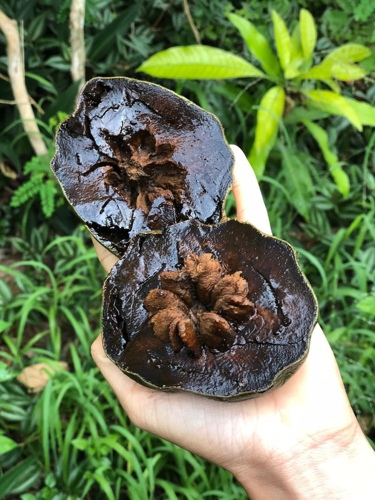 Black Sapote Season is Starting.. 🖤
