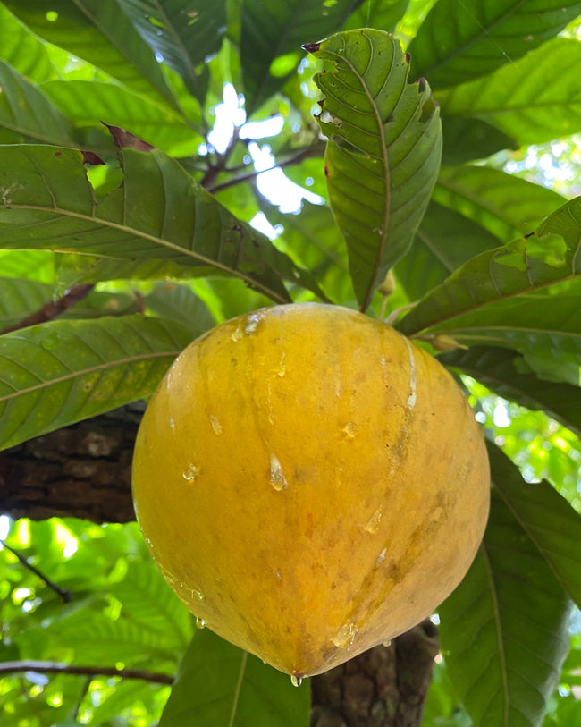 Eggfruit is in season 💛