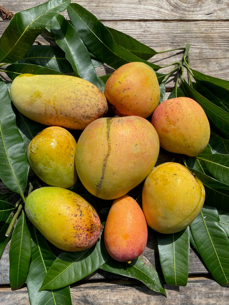 MAJOR MANGO ANNOUNCEMENT! 🥭