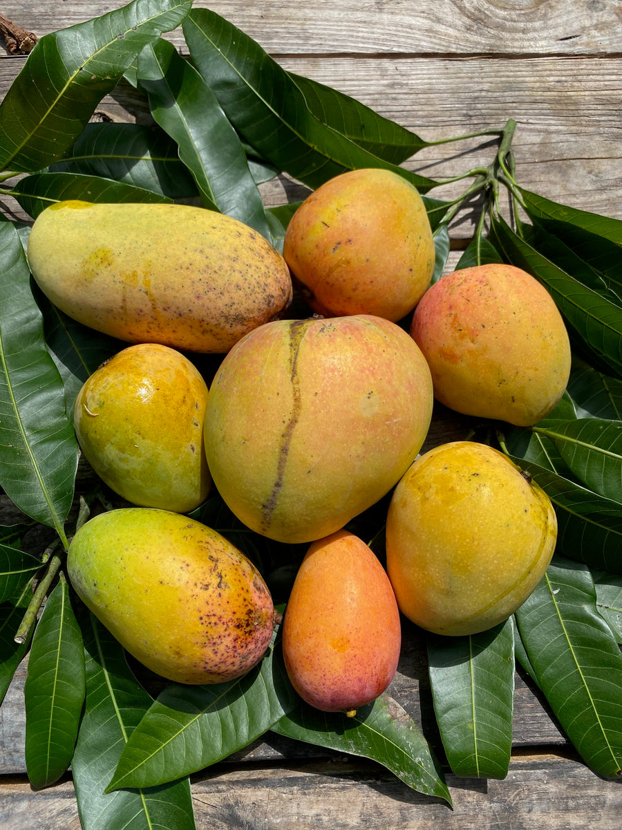 MAJOR MANGO ANNOUNCEMENT! 🥭 – Miami Fruit