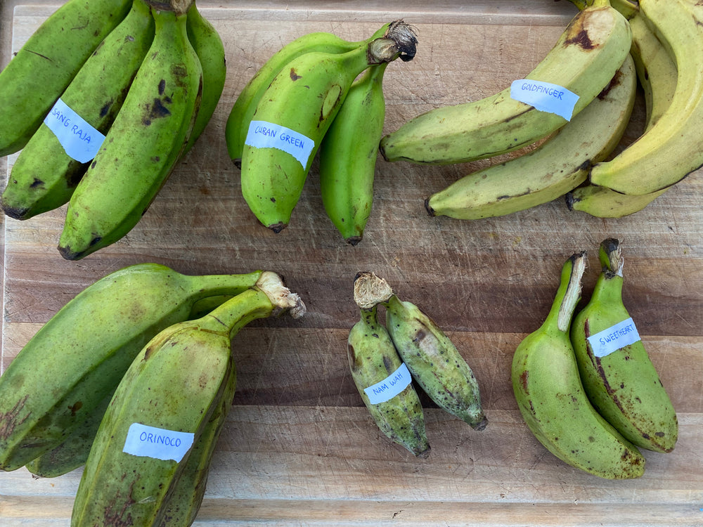 Find out what banana varieties we had this week 🍌