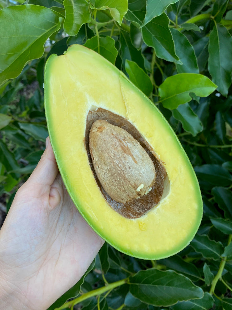 🥑Avocados are abundant right now!