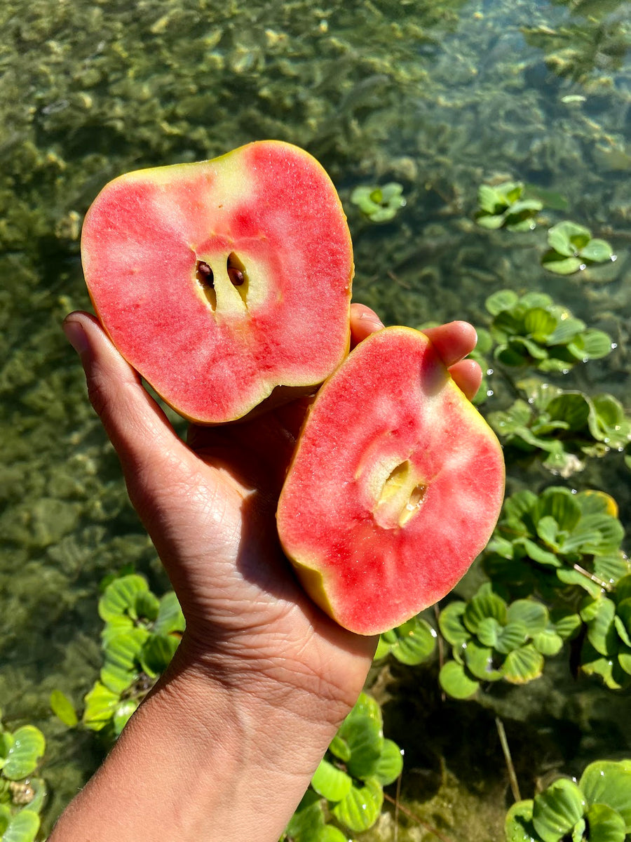 FREE box of hidden rose apples w/ any purchase! 🍏 Miami Fruit