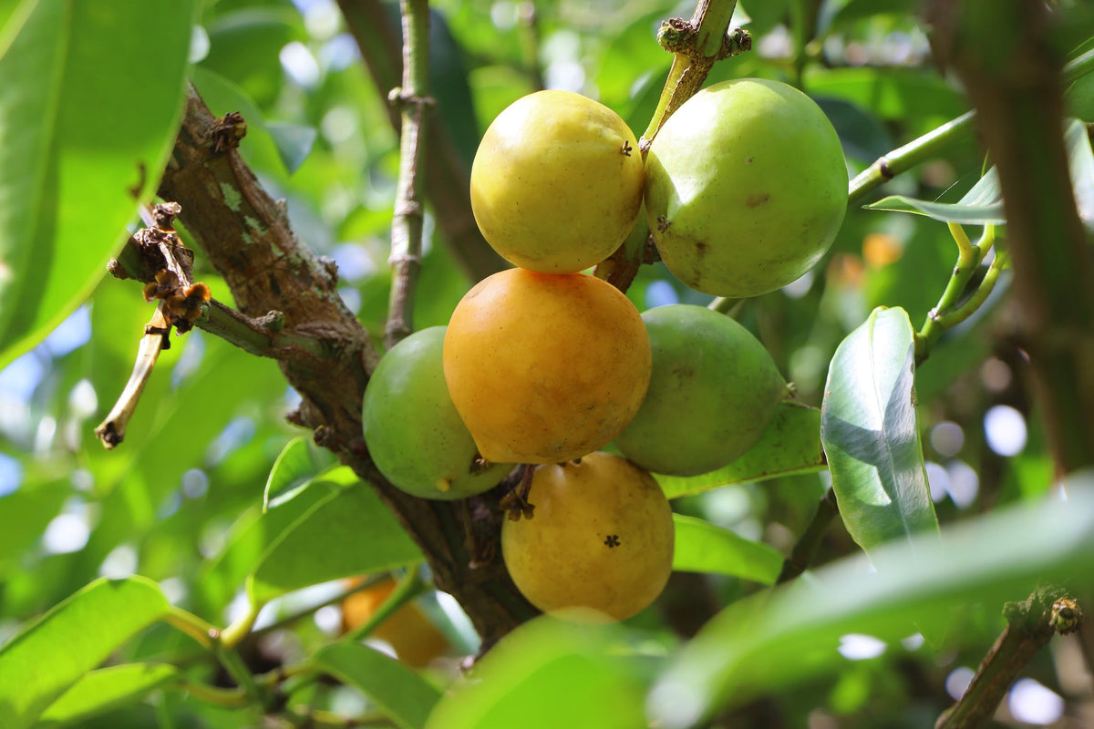 Gamboge is available 💛 – Miami Fruit