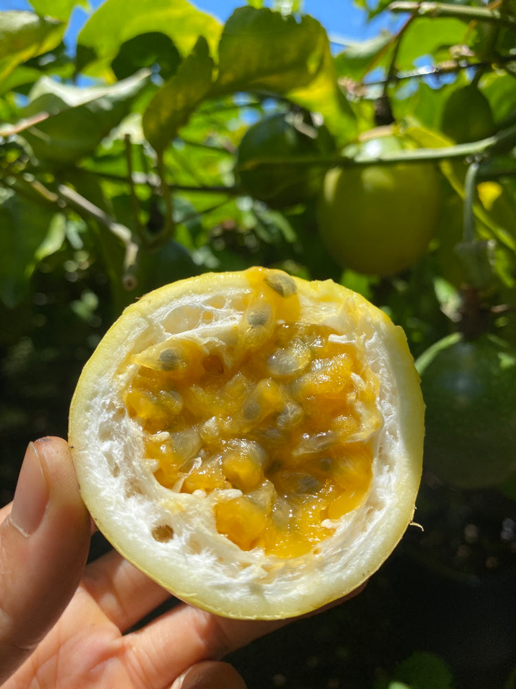 Golden Passionfruit BOGO 💛💛