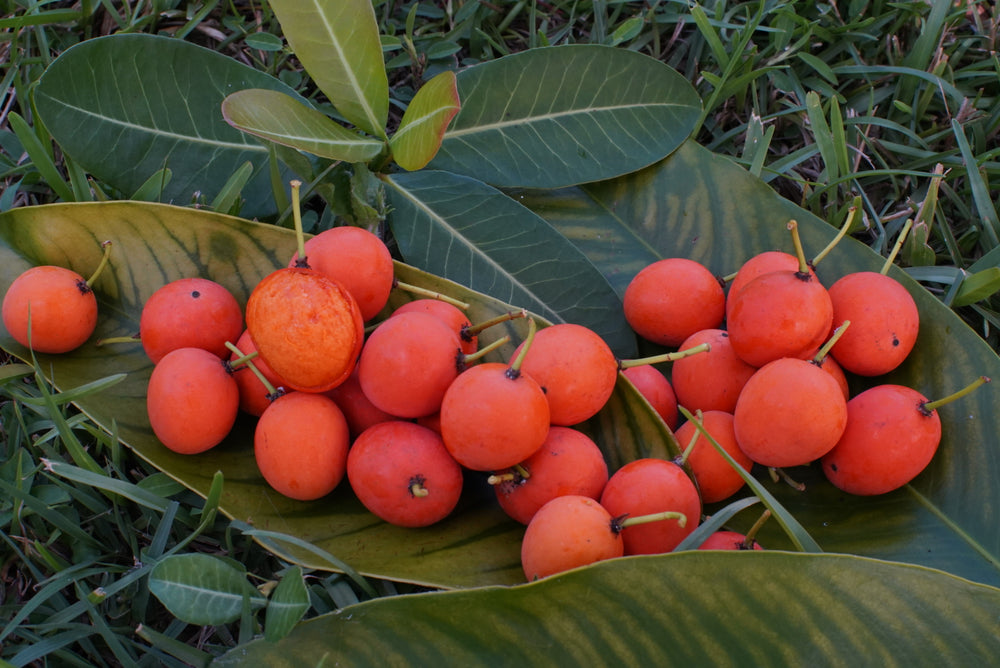 🍊 Imbe - African Mangosteen 🌍