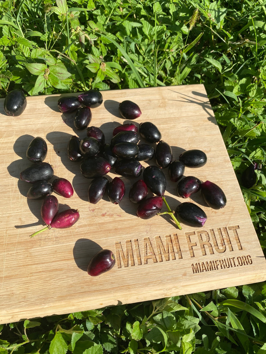Jamun aka Java Plum now available! – Miami Fruit