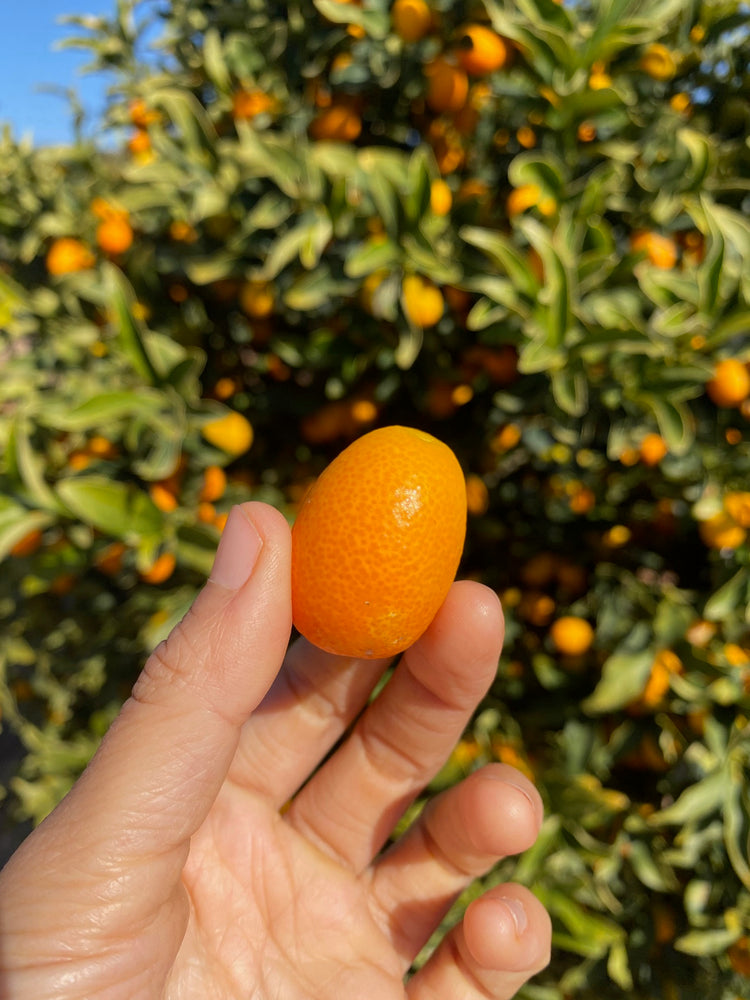 Kumquat is in season 🧡