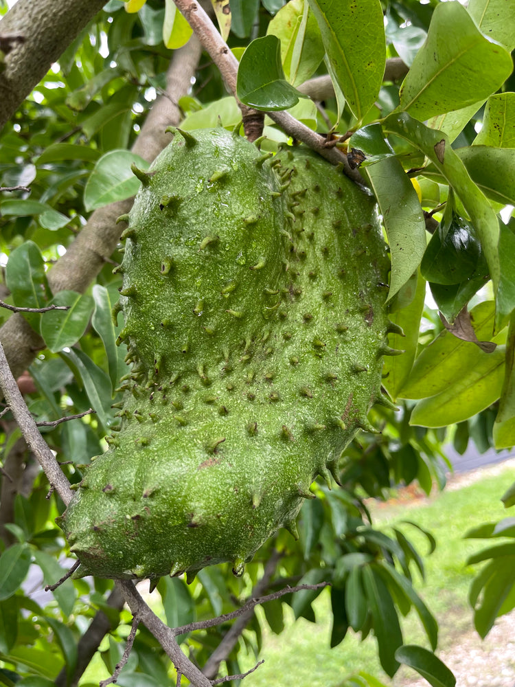 Local Florida Grown Soursop Available 💚