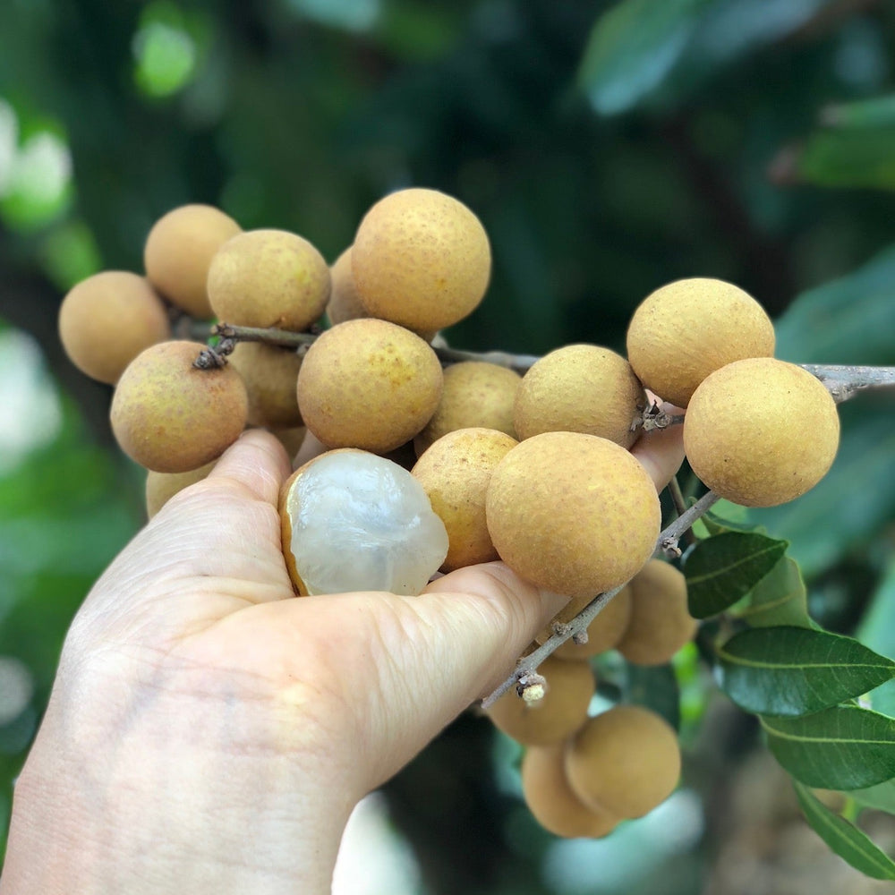 Longan season is BACK! 🌳😍